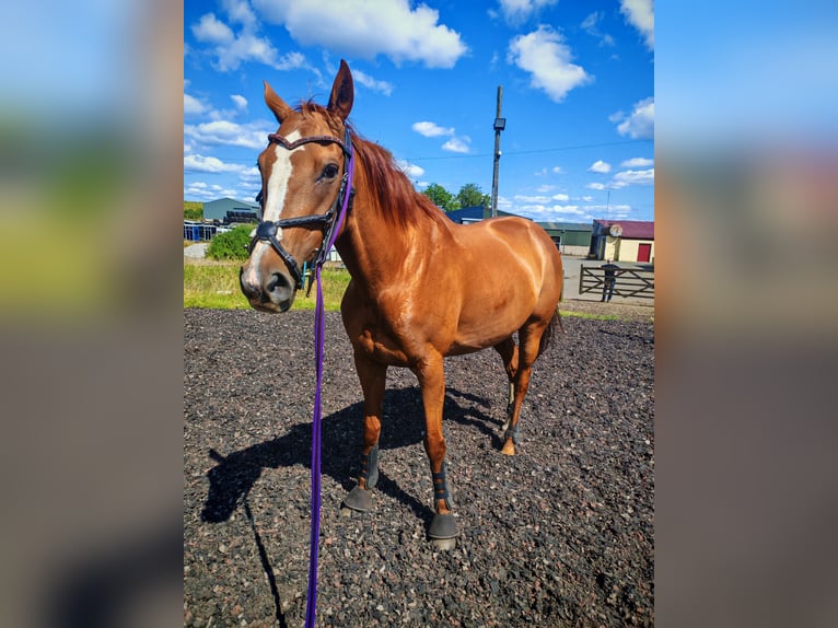 Thoroughbred Mare 8 years 16 hh Chestnut in Clydebank