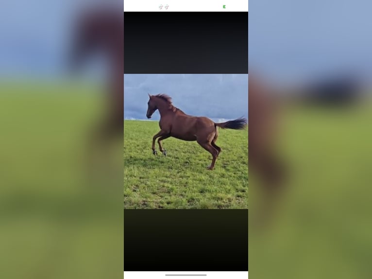 Thoroughbred Mare 8 years 16 hh Chestnut in Clydebank