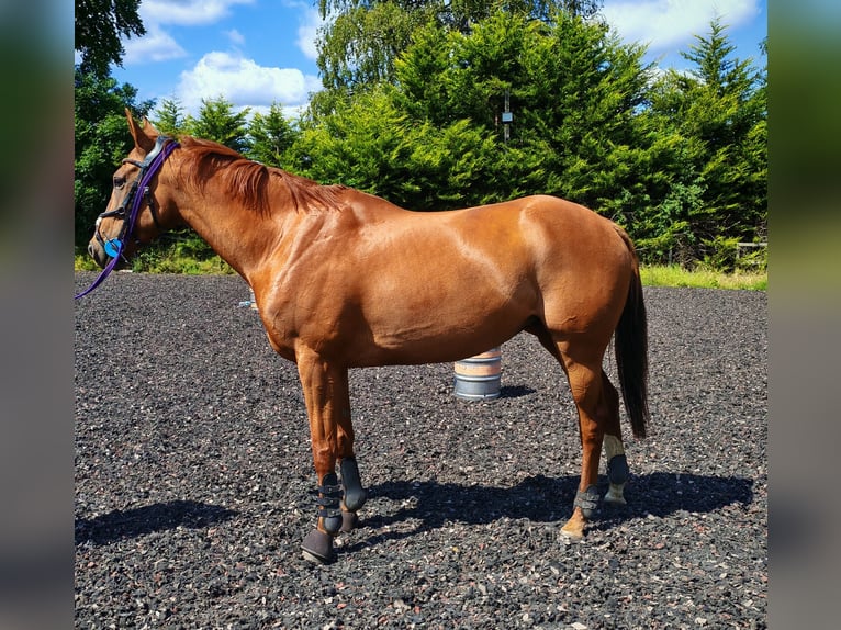 Thoroughbred Mare 8 years 16 hh Chestnut in Clydebank