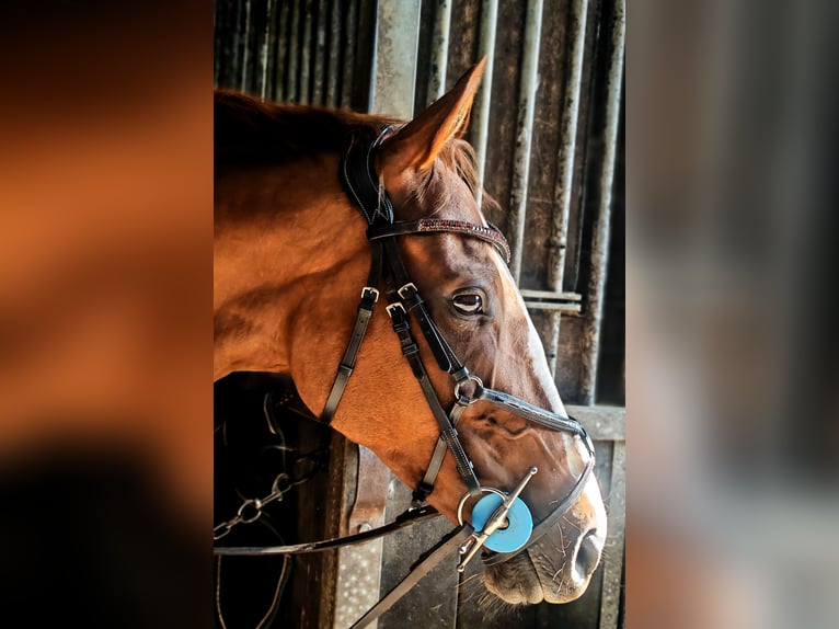 Thoroughbred Mare 8 years 16 hh Chestnut in Clydebank