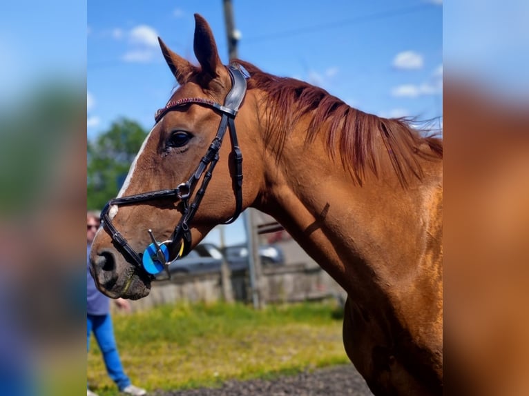Thoroughbred Mare 8 years 16 hh Chestnut in Clydebank