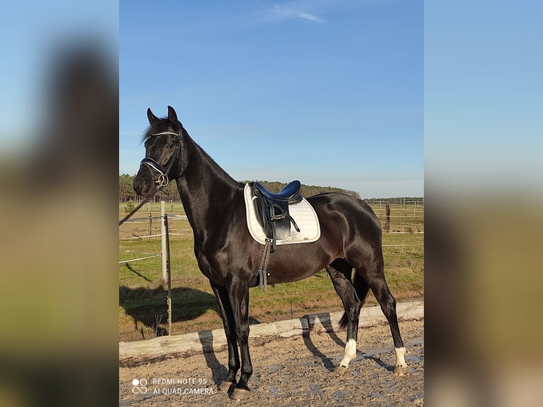 Thoroughbred Mare 8 years 16,1 hh Black in Langenzenn