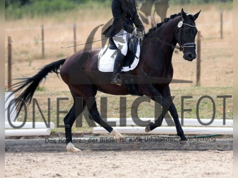 Thoroughbred Mare 8 years 16,1 hh Black in Langenzenn