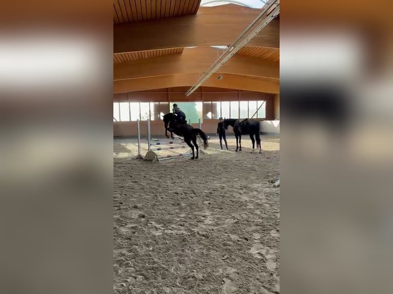 Thoroughbred Mare 8 years 16,1 hh Brown in Celle