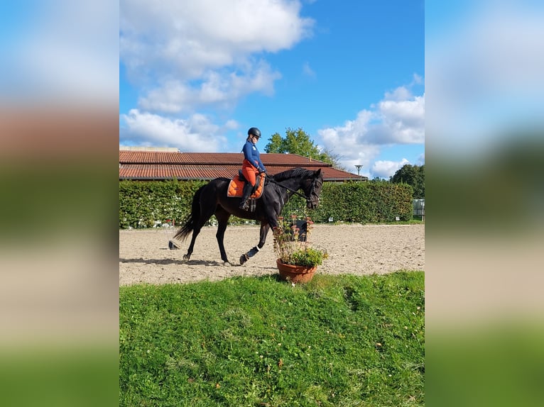 Thoroughbred Mare 8 years 16,1 hh Brown in Celle