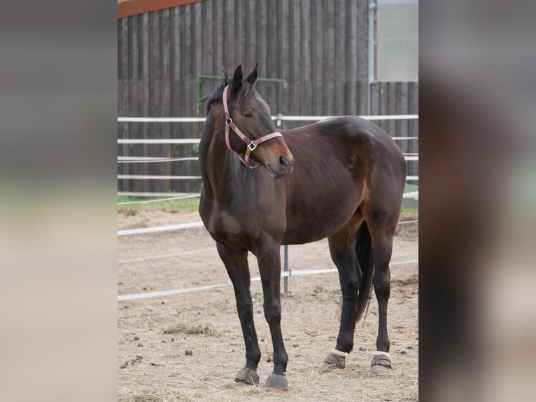 Thoroughbred Mare 8 years 16,1 hh Brown in Celle
