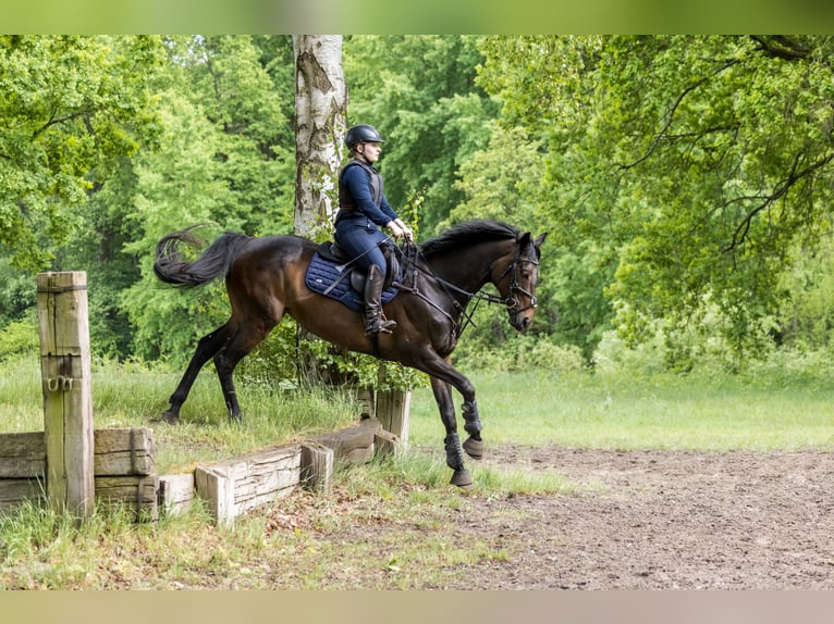 Thoroughbred Mare 8 years 16,1 hh Brown in Celle