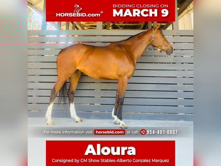 Thoroughbred Mare 8 years 16,2 hh Bay in Fort Lauderdale