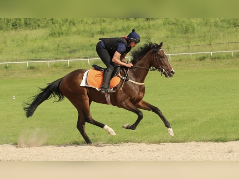 Thoroughbred Mare 8 years Bay-Dark in Kiel