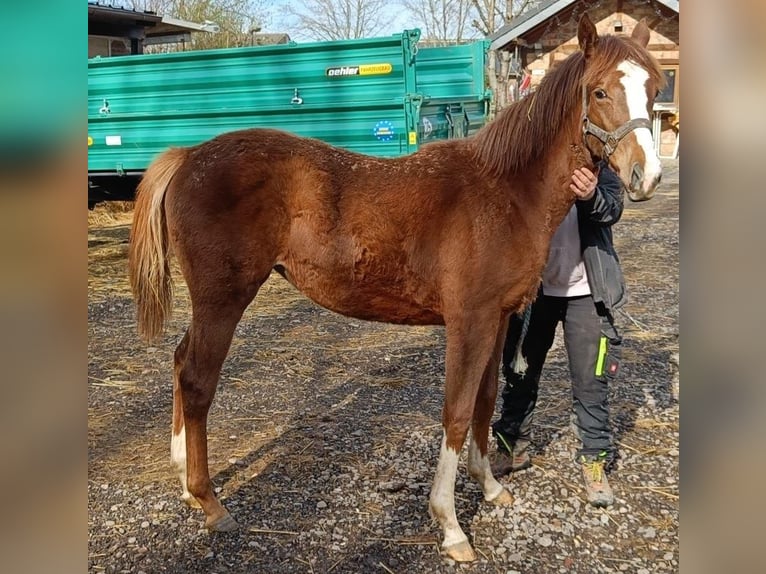 Thoroughbred Mare 8 years in Bergheim