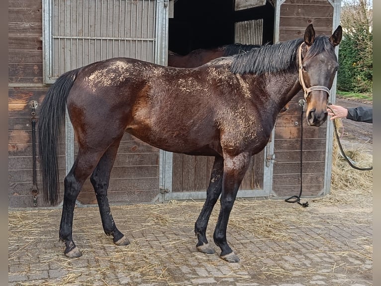 Thoroughbred Mare 8 years in Bergheim