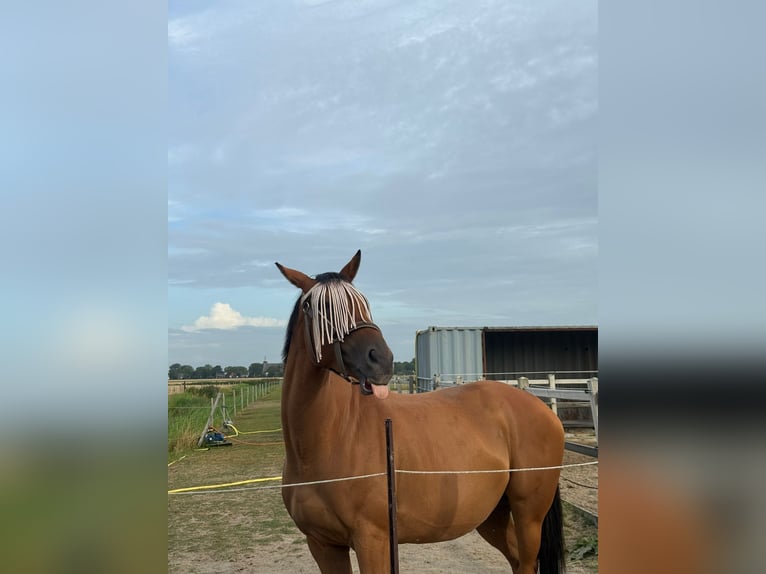 Thoroughbred Mare 8 years Brown in Sint Maarten