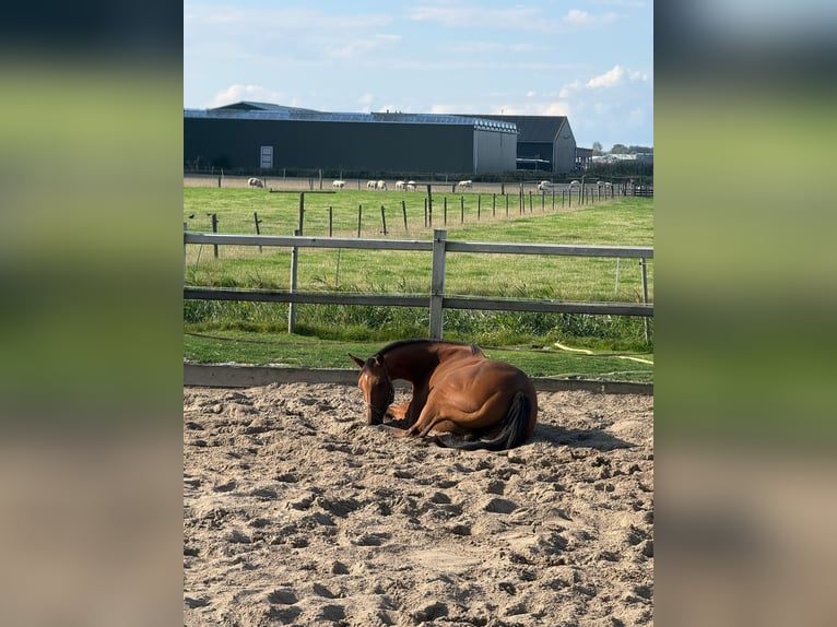 Thoroughbred Mare 8 years Brown in Sint Maarten