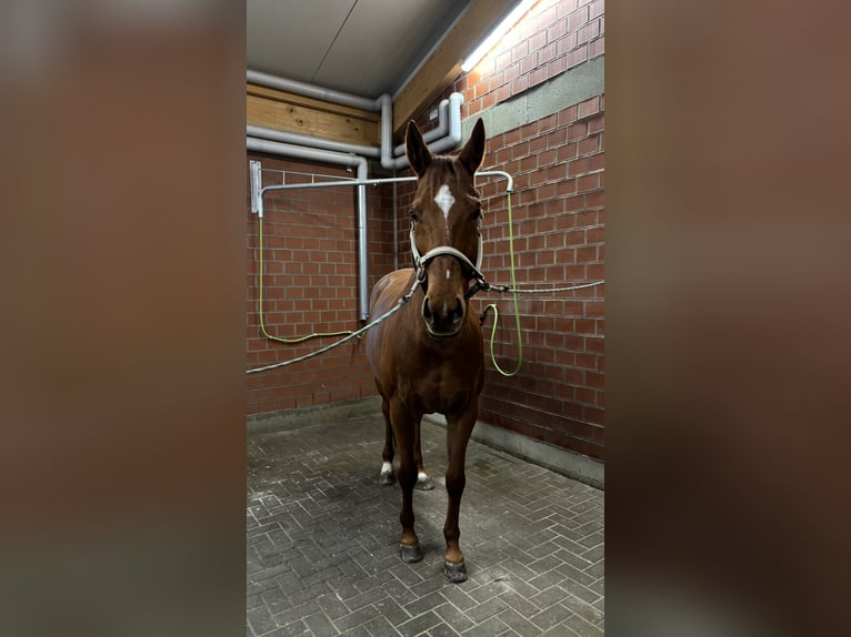 Thoroughbred Mare 8 years Chestnut-Red in Lamspringe