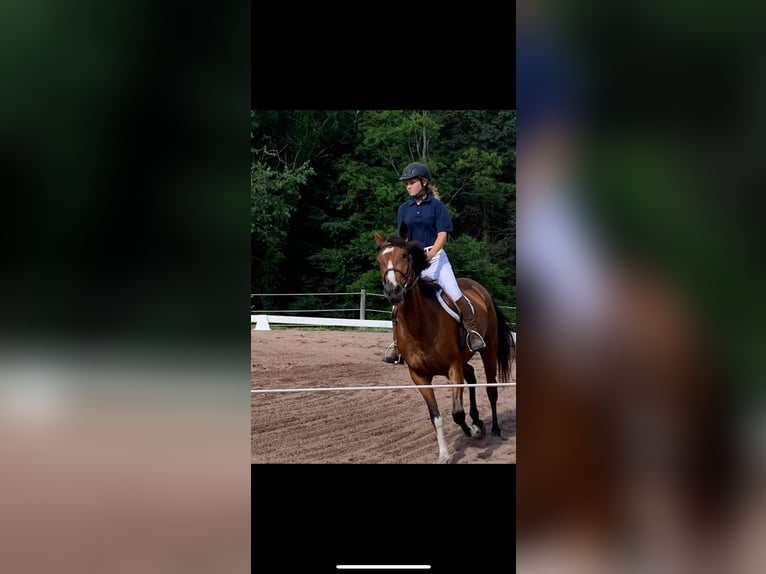 Thoroughbred Mix Mare 9 years 15,1 hh Bay in Meshoppen