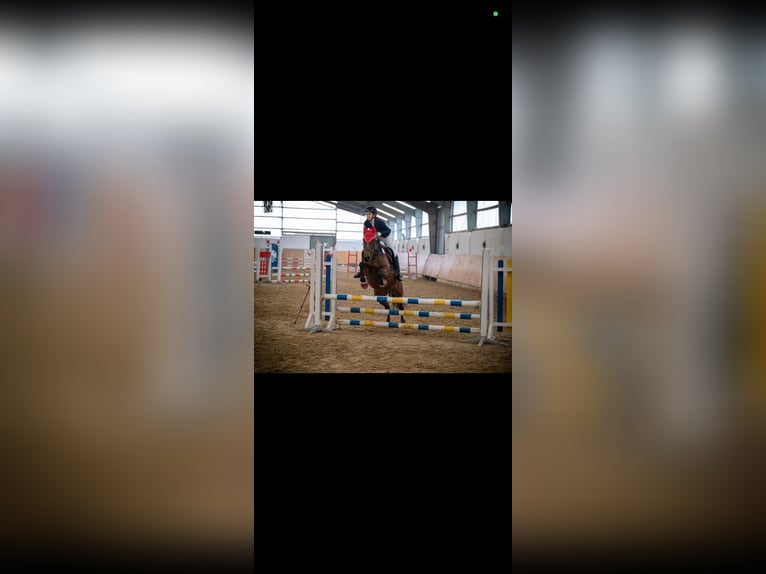 Thoroughbred Mare 9 years 15,1 hh Brown in Herne