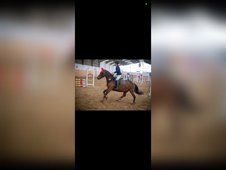 Thoroughbred Mare 9 years 15,1 hh Brown in Herne