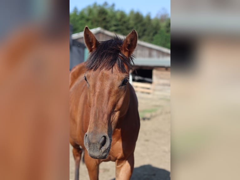 Thoroughbred Mare 9 years 15,2 hh Brown in Zell