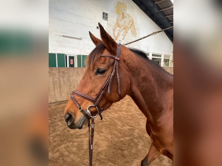 Thoroughbred Mare 9 years 15,2 hh Brown in Zell