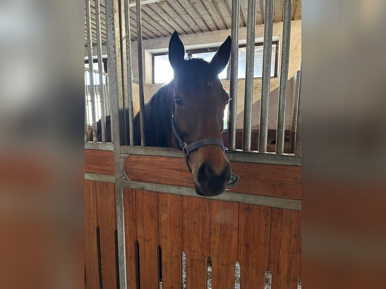 Thoroughbred Mare 9 years 15.2 hh Brown in Erding