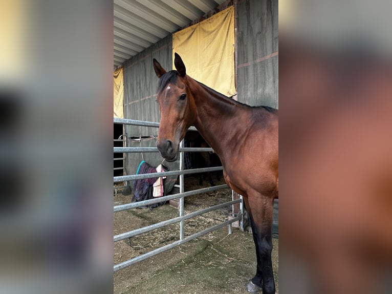 Thoroughbred Mare 9 years 15,2 hh Brown in Bexbach
