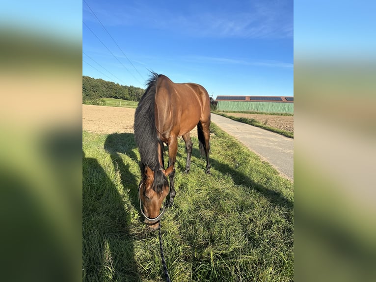 Thoroughbred Mare 9 years 15,2 hh Brown in Bexbach
