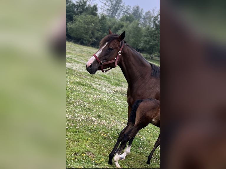 Thoroughbred Mare 9 years 15.2 hh Brown in KierspeKierspe