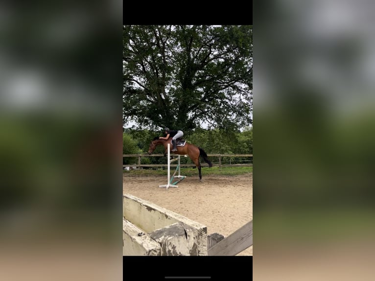 Thoroughbred Mare 9 years 15,2 hh Brown in Espelette