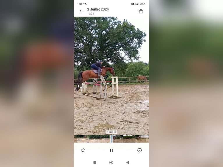 Thoroughbred Mare 9 years 15,2 hh Brown in Espelette