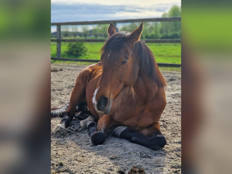 Thoroughbred Mare 9 years 15.2 hh Brown in Issum