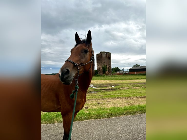 Thoroughbred Mare 9 years 15.2 hh Brown in Issum