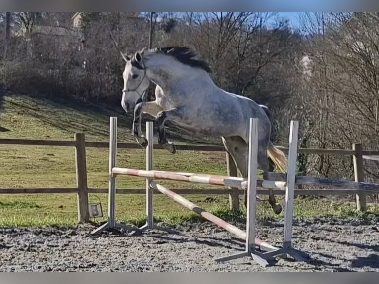 Thoroughbred Mare 9 years 15.2 hh Grey in Lavelanet