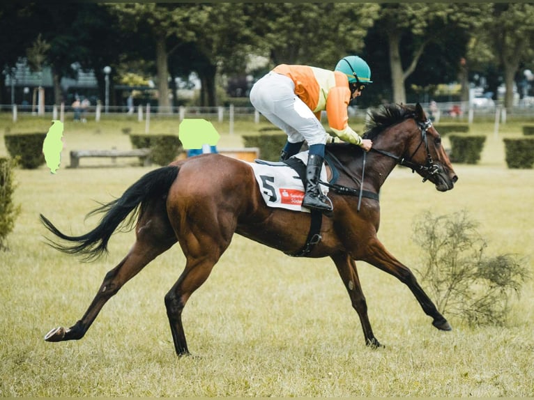 Thoroughbred Mare 9 years 15.3 hh Brown in Colnrde