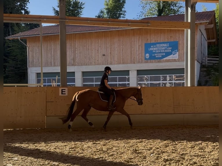 Thoroughbred Mare 9 years 15,1 hh Chestnut-Red in Murnau