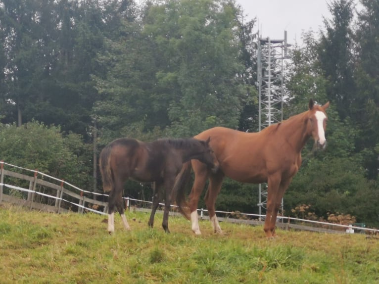 Thoroughbred Mare 9 years 15,1 hh Chestnut-Red in Murnau