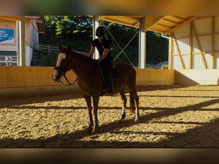 Thoroughbred Mare 9 years 15,1 hh Chestnut-Red in Murnau