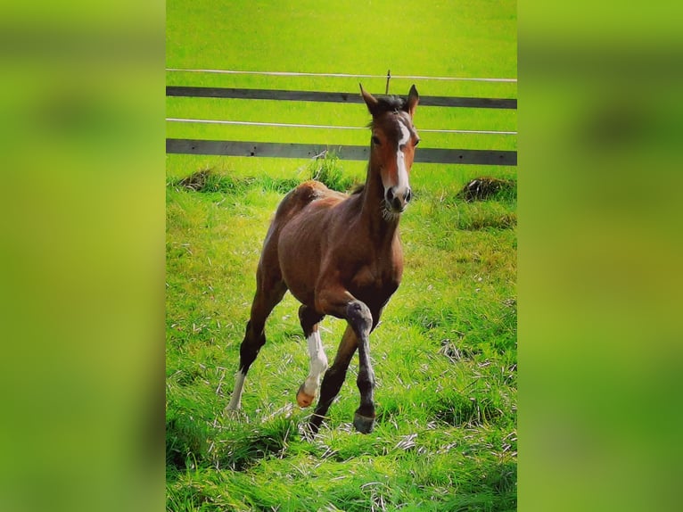 Thoroughbred Mare 9 years 15,1 hh Chestnut-Red in Murnau