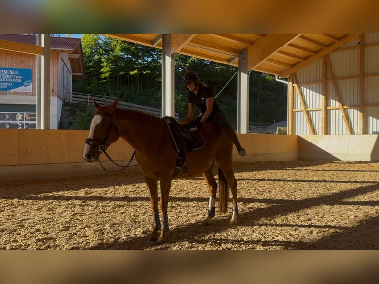 Thoroughbred Mare 9 years 15,1 hh Chestnut-Red in Murnau