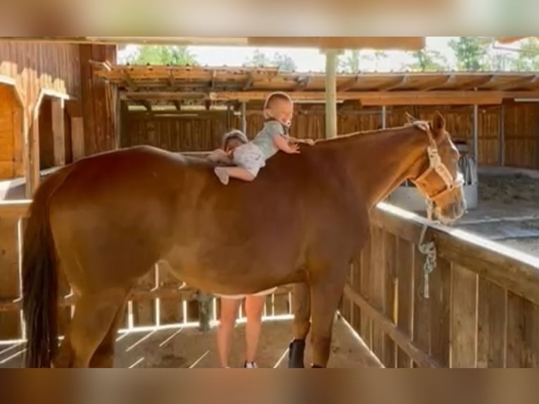 Thoroughbred Mare 9 years 15,1 hh Chestnut-Red in Murnau