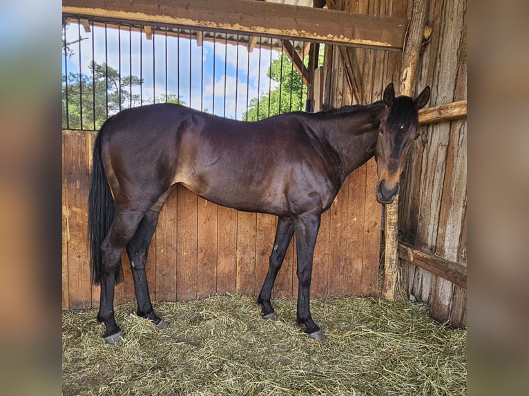Thoroughbred Mare 9 years 15,2 hh Bay-Dark in Luckaitztal