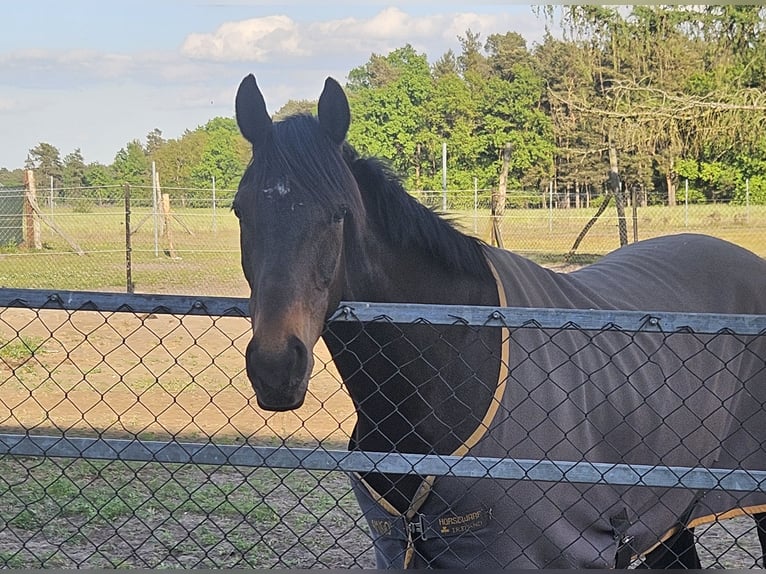Thoroughbred Mare 9 years 15,2 hh Bay-Dark in Luckaitztal