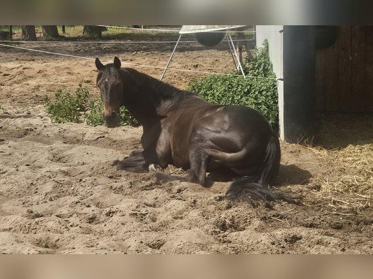 Thoroughbred Mare 9 years 15,2 hh Bay-Dark in Luckaitztal