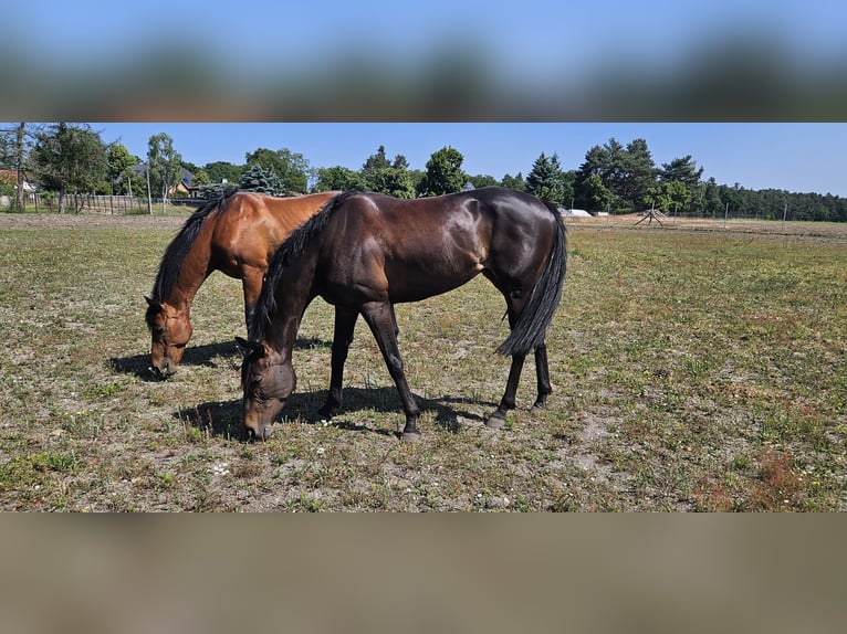 Thoroughbred Mare 9 years 15,2 hh Bay-Dark in Luckaitztal