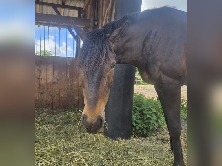 Thoroughbred Mare 9 years 15,2 hh Bay-Dark in Luckaitztal