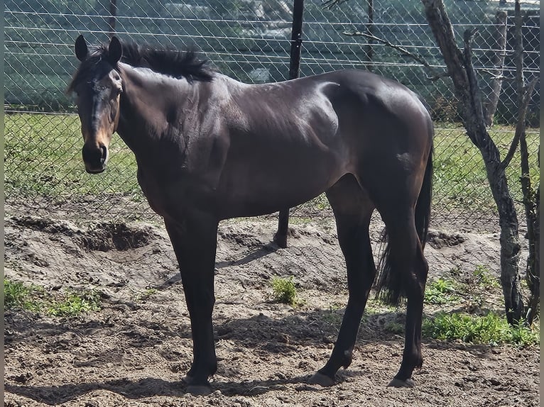 Thoroughbred Mare 9 years 15,2 hh Bay-Dark in Luckaitztal