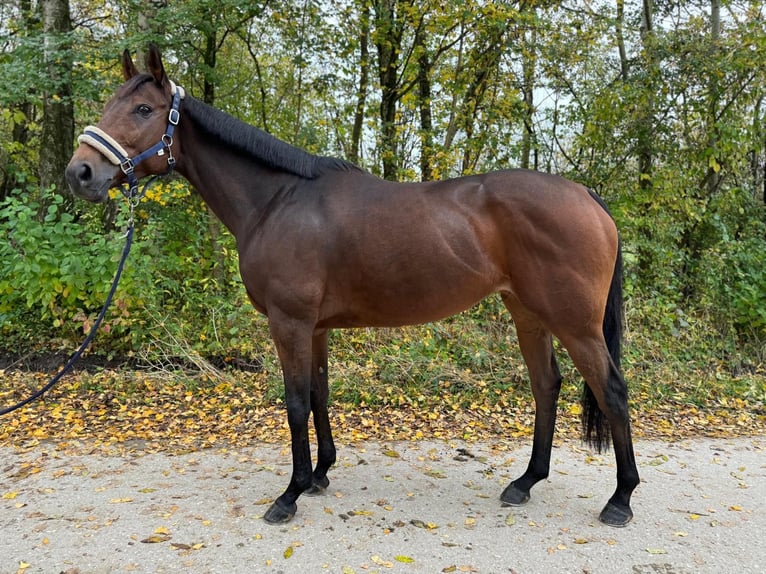 Thoroughbred Mare 9 years 15,2 hh Brown in M&#xFC;nchen