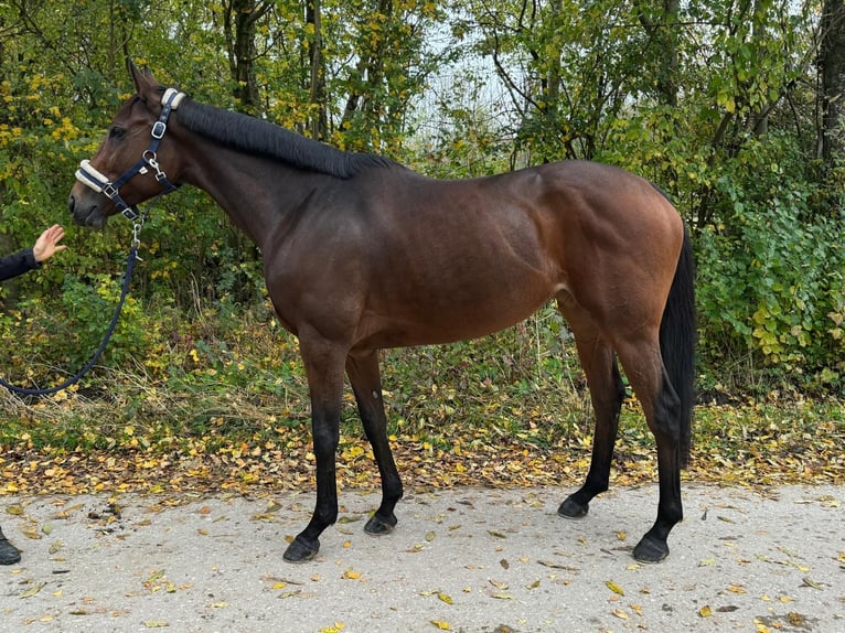Thoroughbred Mare 9 years 15,2 hh Brown in M&#xFC;nchen