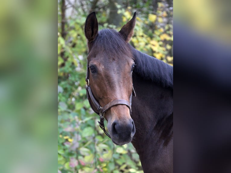 Thoroughbred Mare 9 years 15,2 hh Brown in M&#xFC;nchen