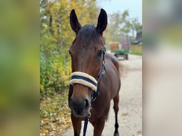 Thoroughbred Mare 9 years 15,2 hh Brown in M&#xFC;nchen