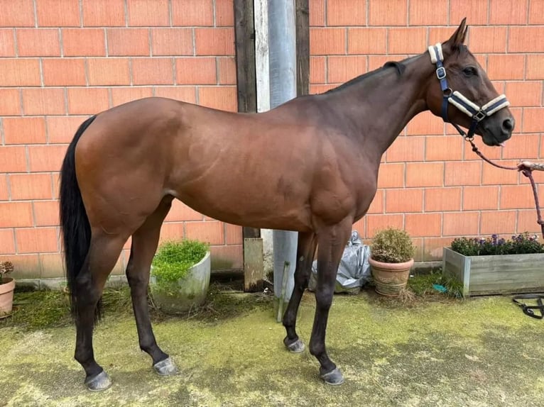 Thoroughbred Mare 9 years 15,2 hh Brown in M&#xFC;nchen